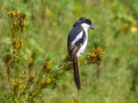 Free Bird Nature photo and picture