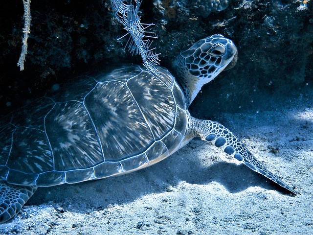 Tartaruga, Mergulho, Roatan, Mar