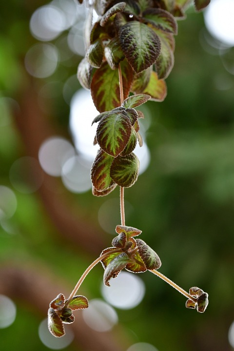 Tree Tendrils Tendrils Hanging Plant - Free photo on Pixabay - Pixabay