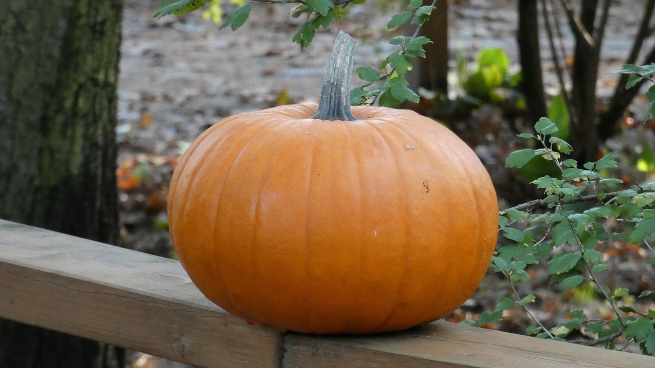 Pumpkin - free online jigsaw puzzle photo
