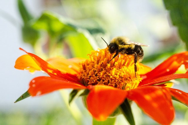 Free Bumblebee Orange Flower photo and picture