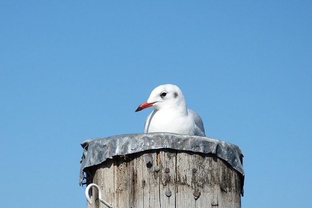 Free Gull Bird photo and picture