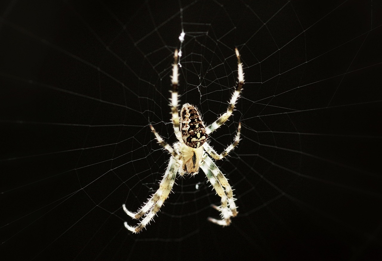 Spider - free online jigsaw puzzle photo