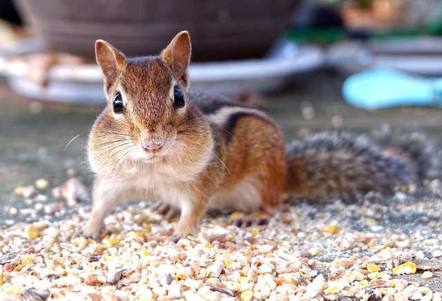 Streifenhörnchen Sehen, Eichhörnchen