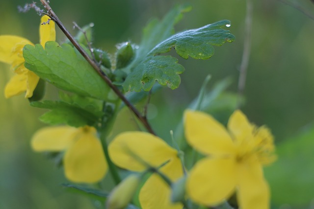 Free Flowers Yellow photo and picture