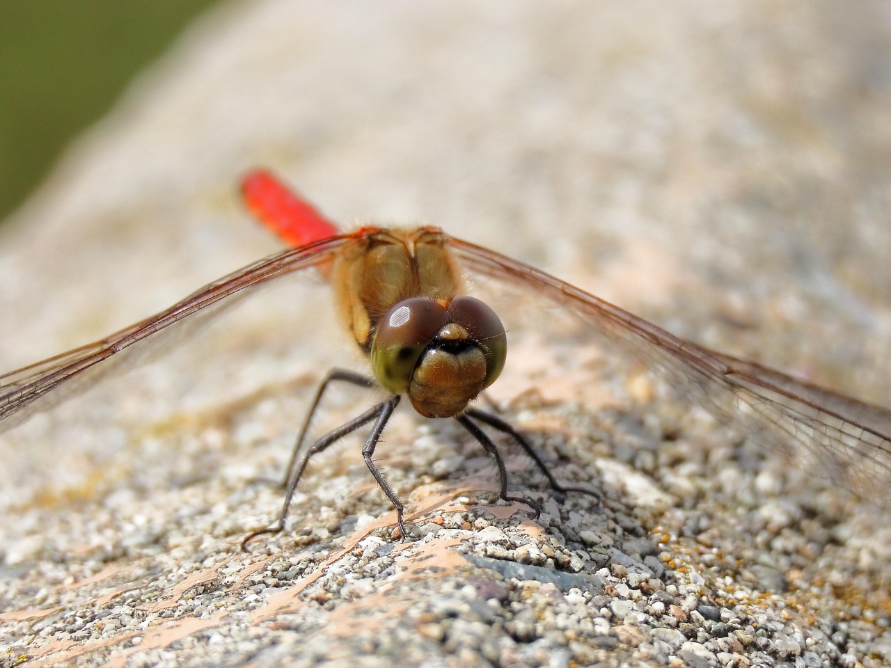 80 + 무료 가을 잠자리 & 잠자리 이미지 - Pixabay