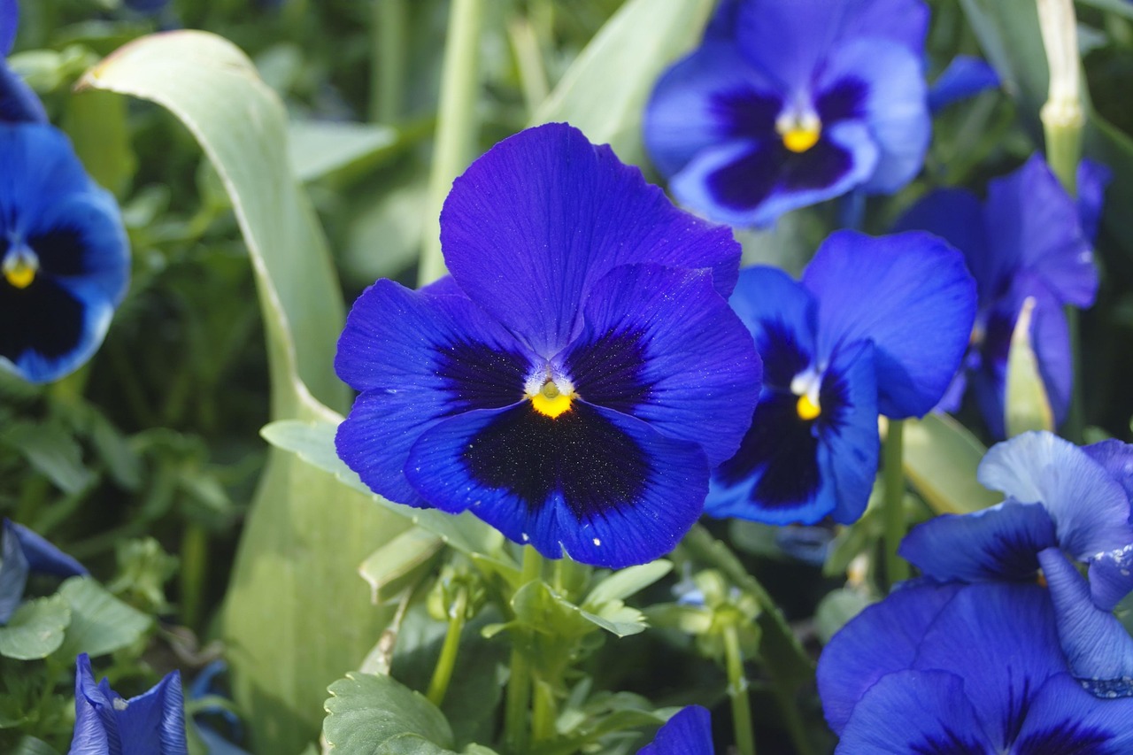 Free Spring Images Violets Violet Spring Flower - Free photo on Pixabay - Pixabay