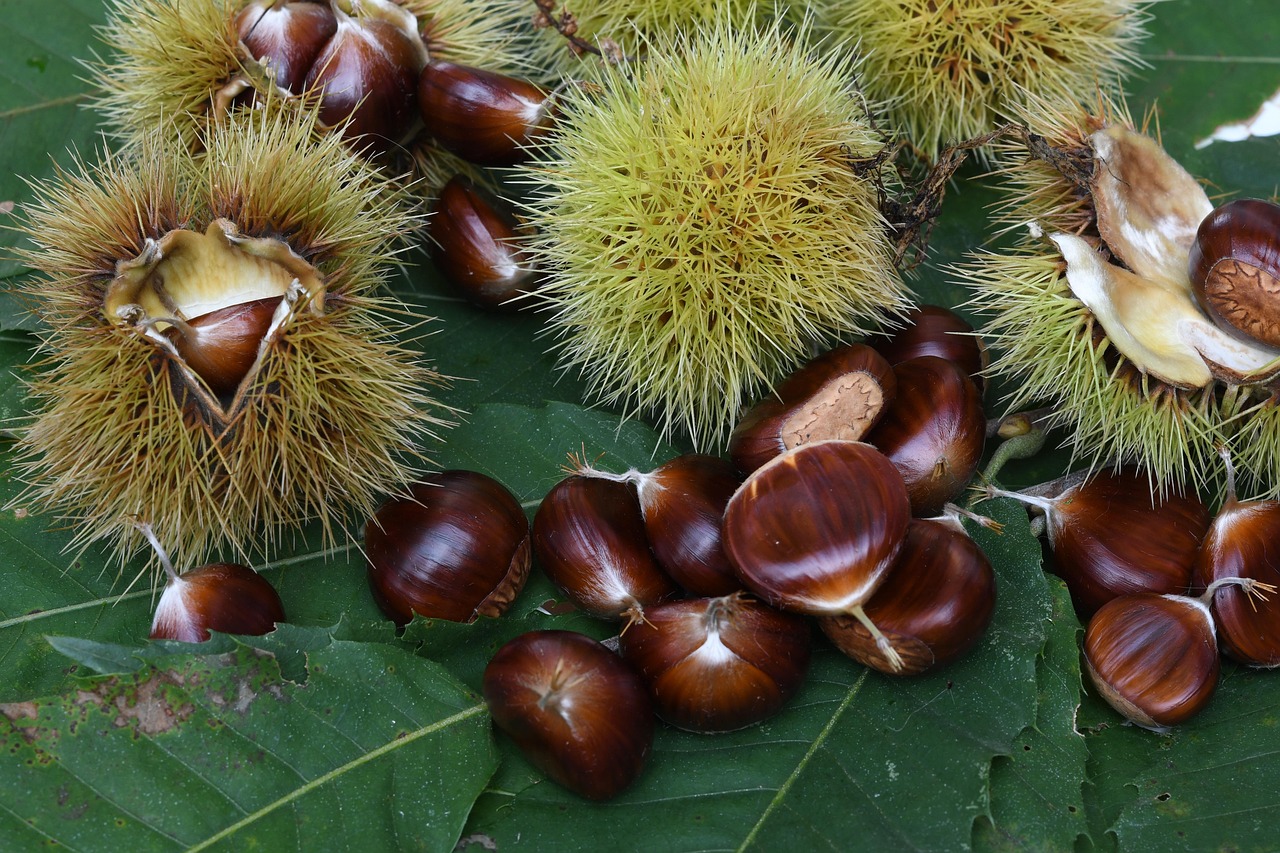 October Chestnut Chestnuts Autumn Fruits - Free photo on Pixabay - Pixabay