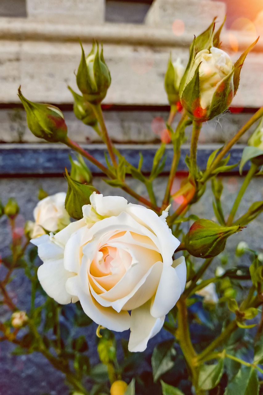 Weiße Rose Rosenknospen - Kostenloses Foto auf Pixabay - Pixabay