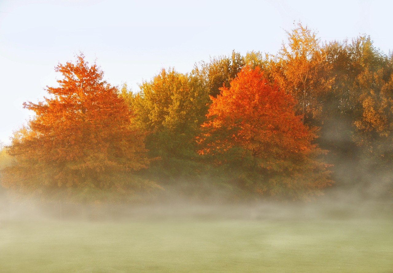 落下 树木 秋天 - Pixabay上的免费照片 - Pixabay