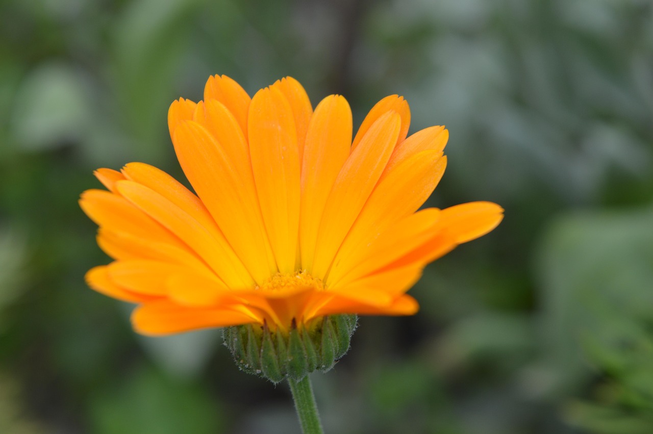Polish Flowers Garden Flower Free photo on Pixabay Pixabay