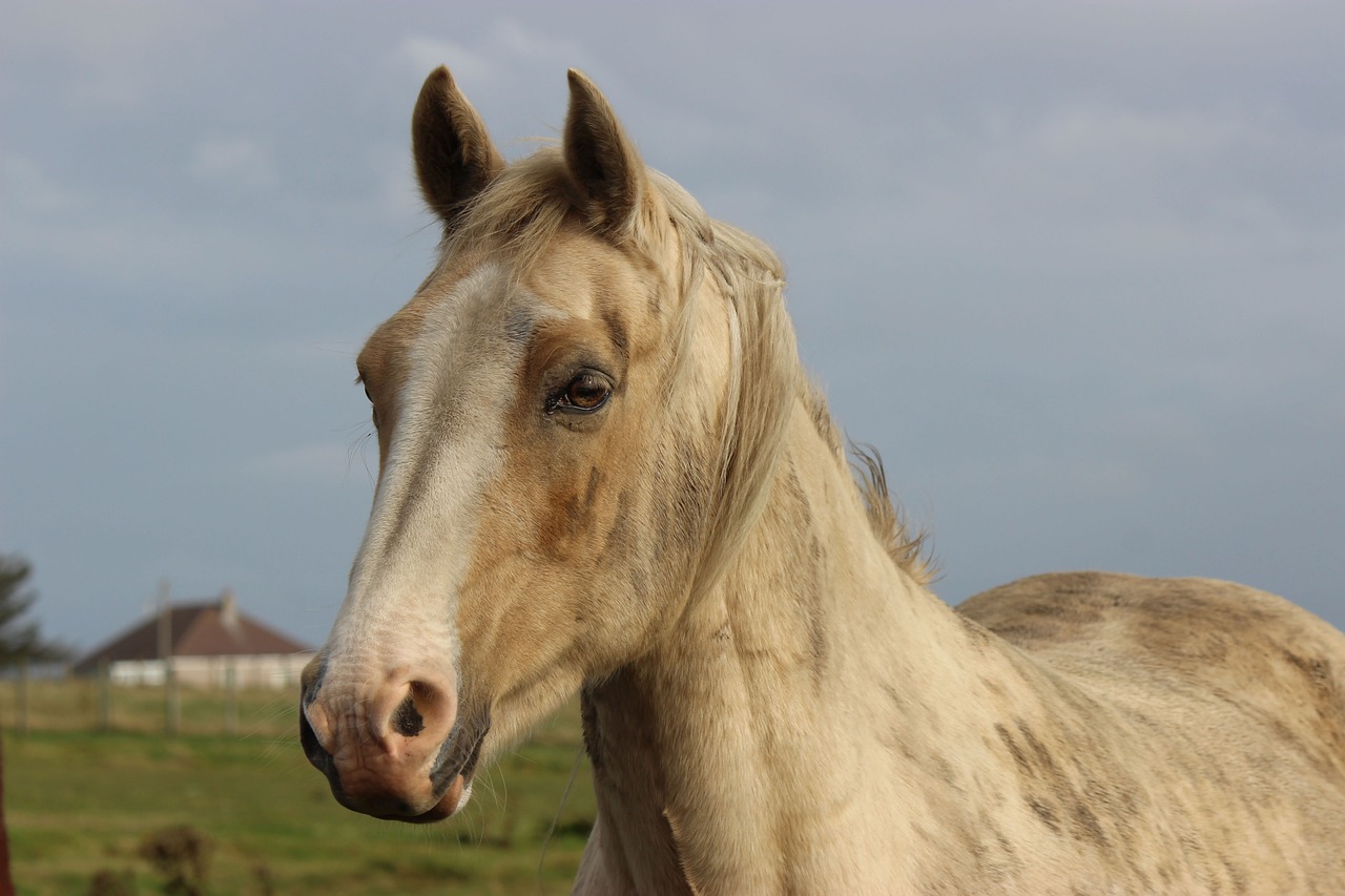 Horse - free online jigsaw puzzle photo