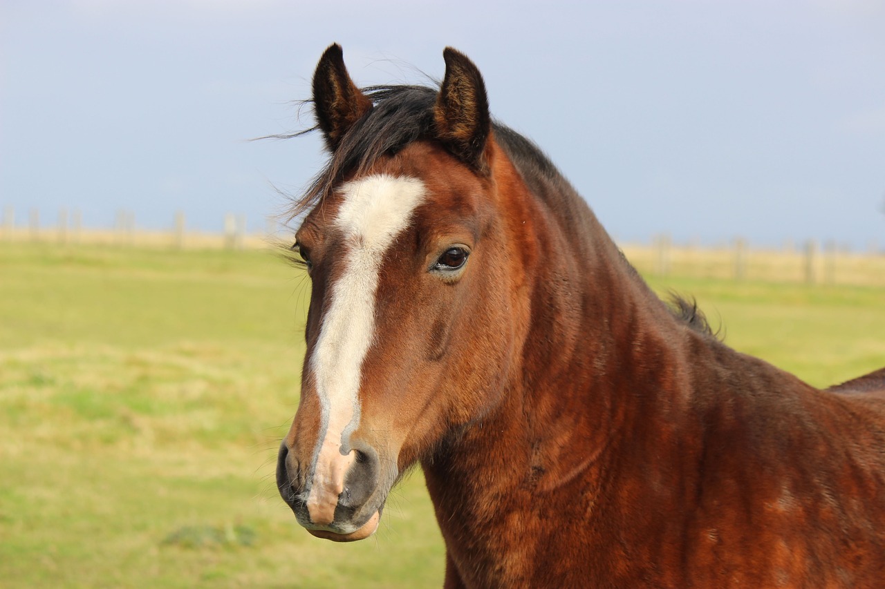 Horse - free online jigsaw puzzle photo