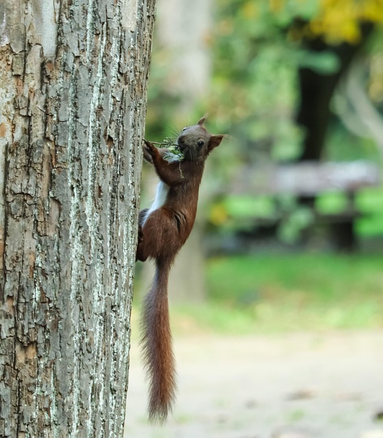 Eichhörnchen, Natur, Süß, Wild