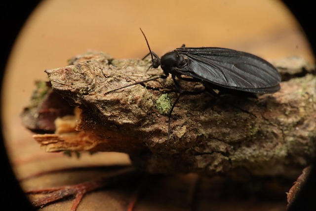 Free Insect Yard photo and picture