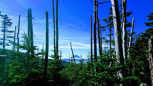 Free Mountain Mt photo and picture