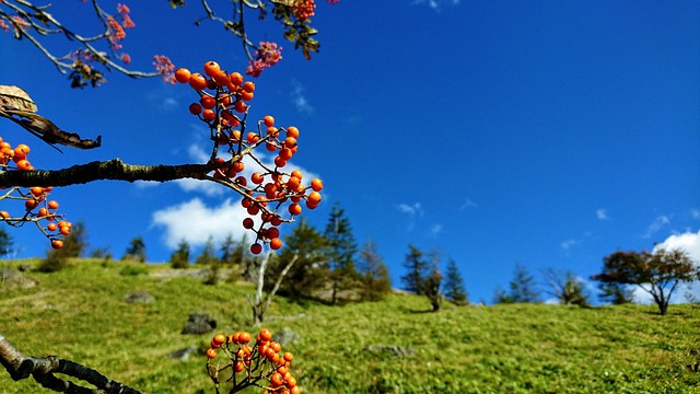 Free Mountain Mt photo and picture
