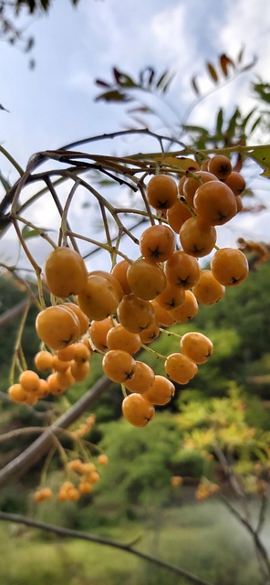 Free Nature Fruit photo and picture