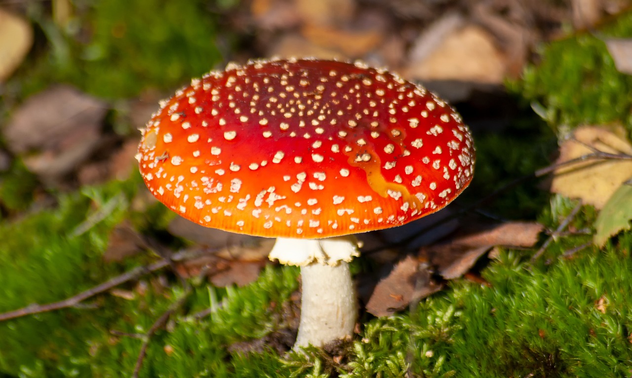 Toadstool Picture Toadstool Mushroom Forest - Free photo on Pixabay - Pixabay