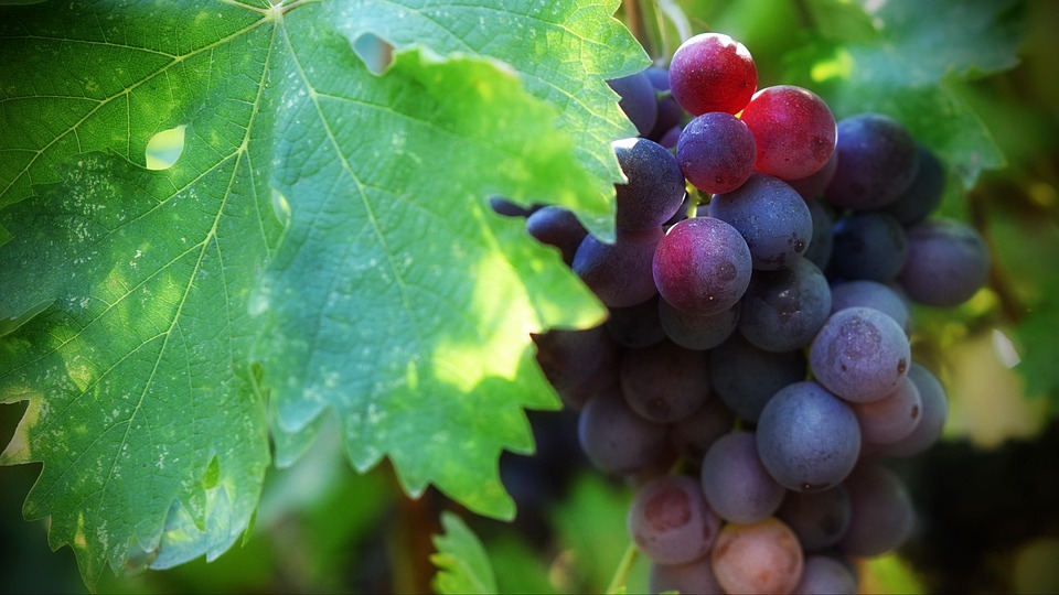 Green Grapes Wine Free photo on Pixabay Pixabay