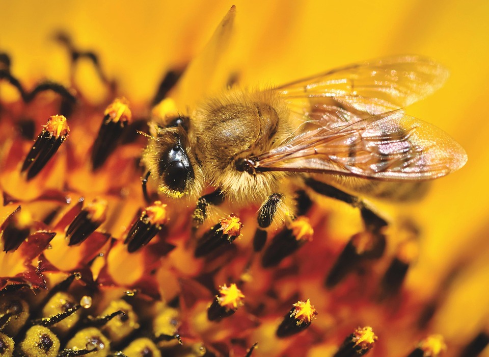 Sun Bee Insect Sunflower Bee Insect - Free photo on Pixabay - Pixabay