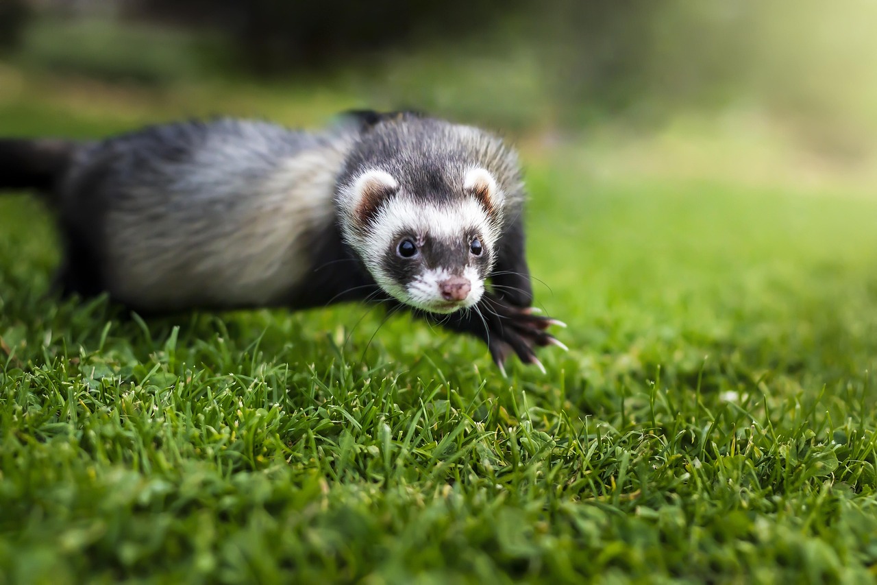 Furet Mustelide Animal Photo Gratuite Sur Pixabay Furet Mustelide Animal Photo Gratuite Sur Pixabay