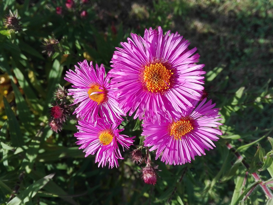 Japan Image 秋花