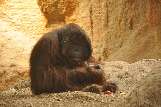Free gorilla zoo monkey illustration