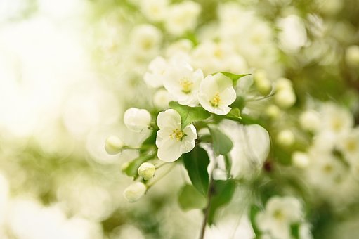 Feder, Blühen, Apfelbaum, White