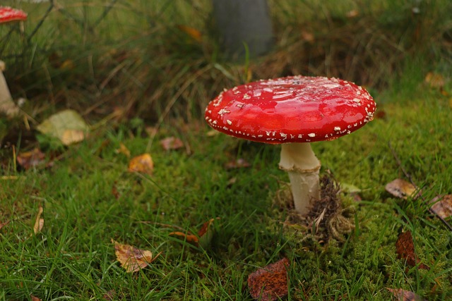 Herbst, Fliegenpilz, Pilz, Giftig
