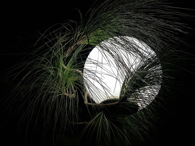 Free Dark Mood Moon Light photo and picture