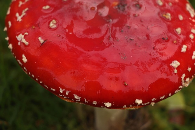 Rot, Fliegenpilz, Natur, Giftig, Wald