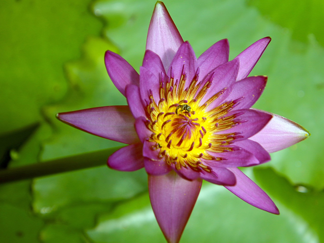 Más de 10 000 imágenes gratis de Lotus Development y Lotus - Pixabay
