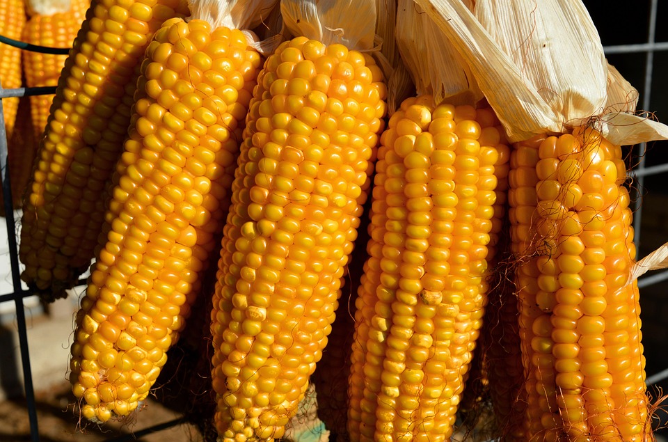 Corn: Here Are 5 Wonderful Health Benefits of Eating This Plant