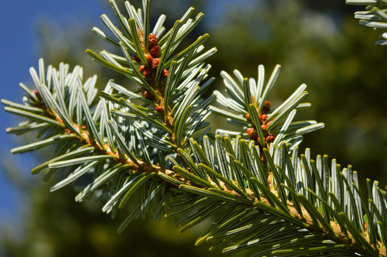 Fir Branch Pine Needles Conifer Free photo on Pixabay — free download