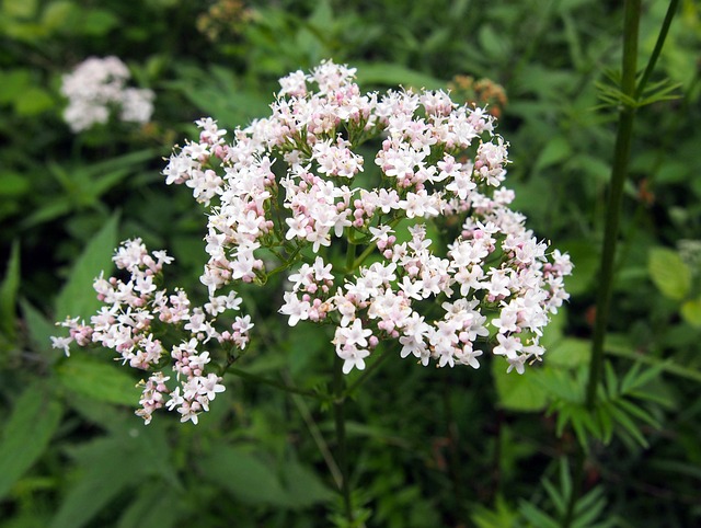 Free Valerian Blossom photo and picture