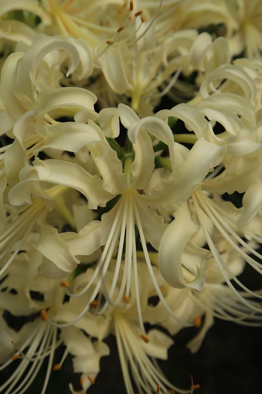 Flowers Spider Lily Cluster Free Photo On Pixabay