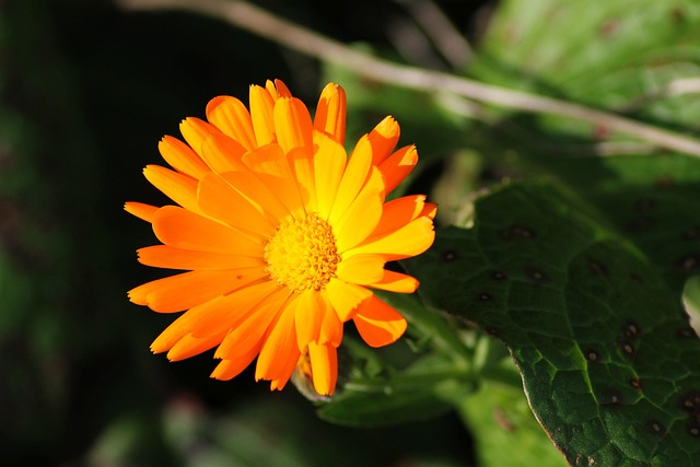 Free Marigold Green Manure photo and picture