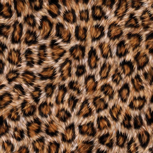 Free leopard fur predator illustration