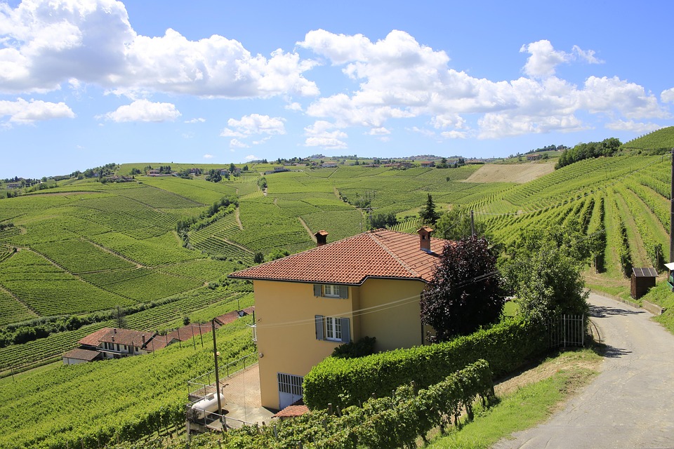 Italy, Piedmont, Vineyard, Landscape