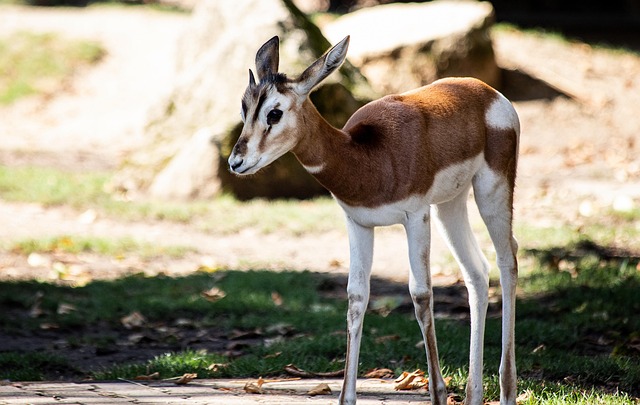 Free Springbok Mammal photo and picture