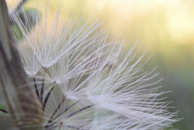 Free Macro Plant photo and picture