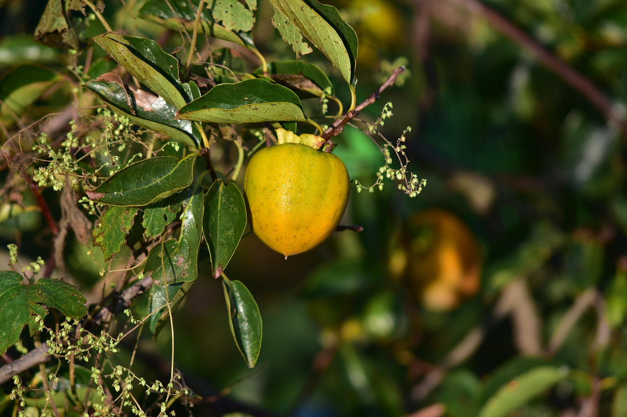 超过 300 张关于“Persimmon”和“柿子”的免费图片 - Pixabay