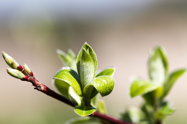 Download free HD stock image of Shoot Spring Free Shoot Spring photo and picture