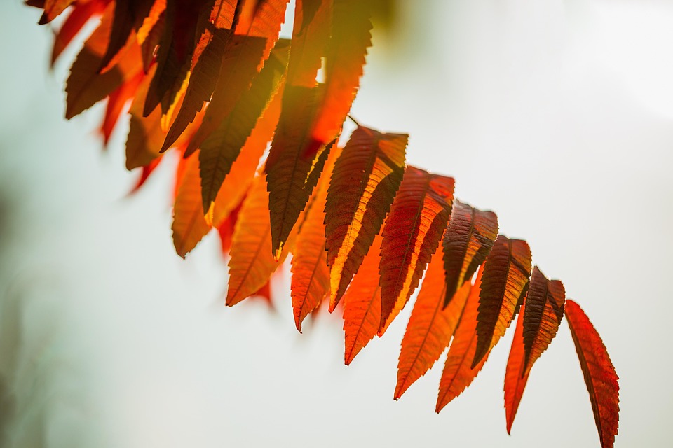 foliage-4539106_960_720.jpg