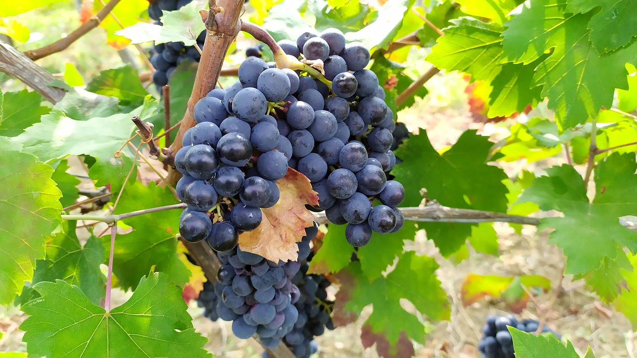 Le Rasin Les Raisins Vignoble Raisin En - Photo gratuite sur Pixabay - Pixabay