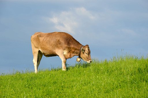Kravského Mléka, Allgäu, Kráva, Hovězí