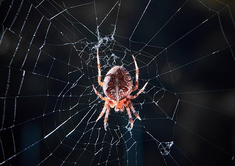 Free Spider Spider Web photo and picture