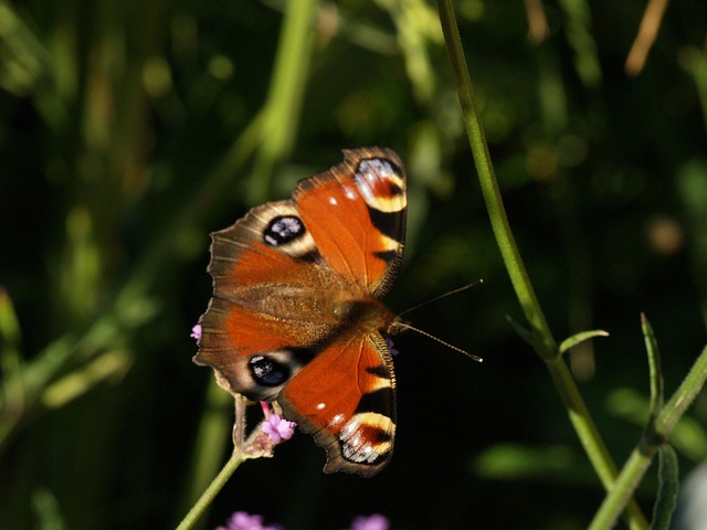 Free Butterfly Bug photo and picture