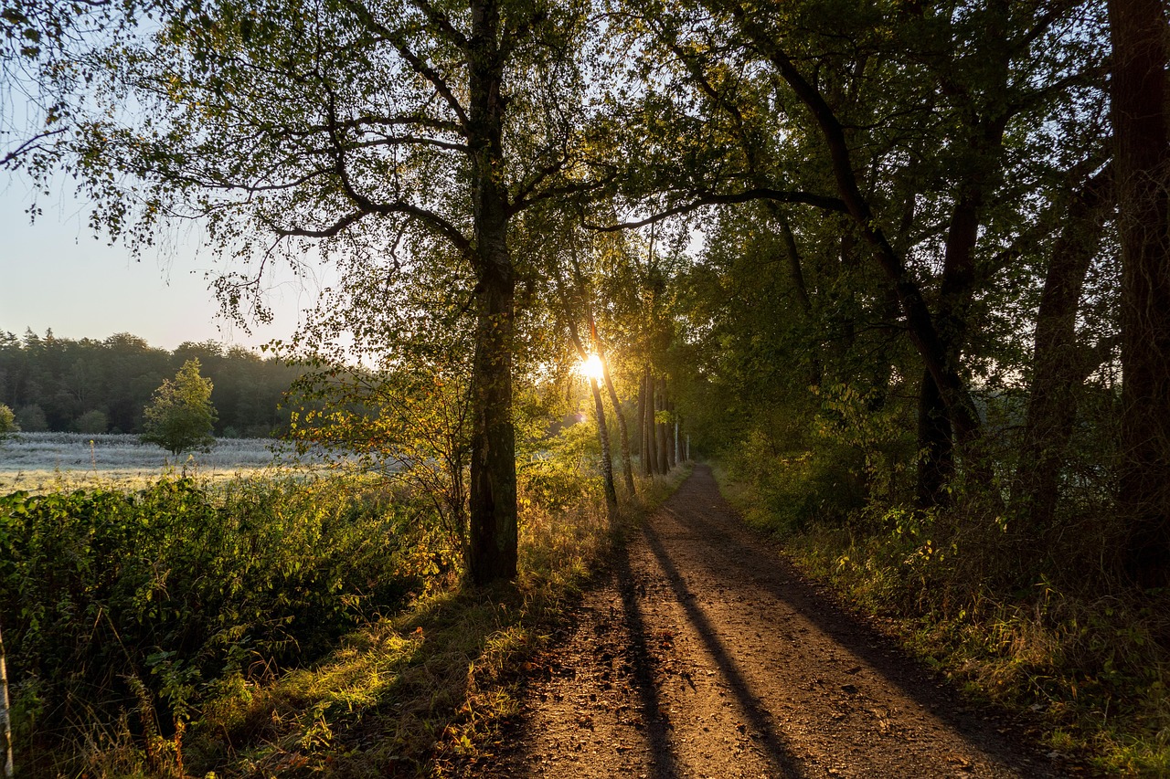 Tree Tomorrow Sunrise Morning Free photo on Pixabay Pixabay